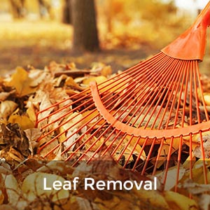 Leaf Removal Services