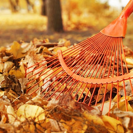 Leaf Removal